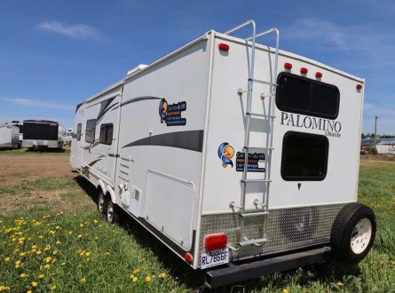 palomino1